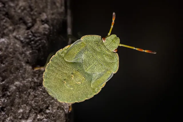 Bugged